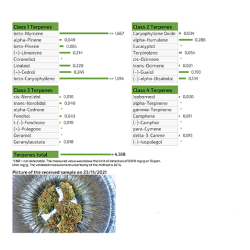 'Ασποροι ανθοί (CBD) Holy Kush 3g 'Ασποροι ανθοί (CBD) Holy Kush 3g