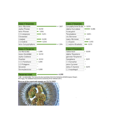 'Ασποροι ανθοί (CBD) Holy Kush 3g 'Ασποροι ανθοί (CBD) Holy Kush 3g