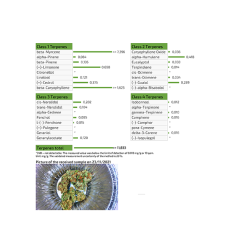'Ασποροι ανθοί (CBD) Sativa Power 3g 'Ασποροι ανθοί (CBD) Sativa Power 3g